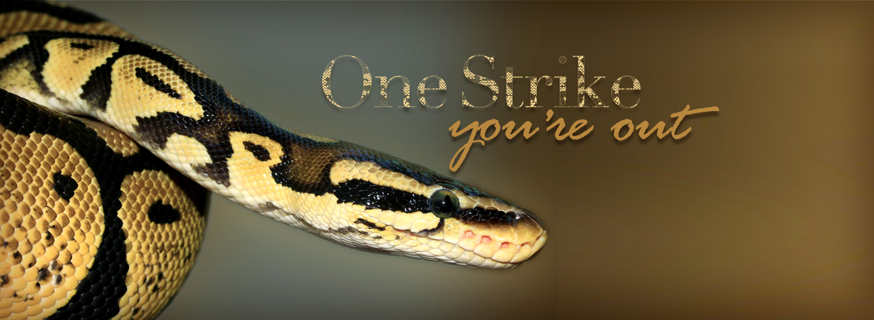 Snake story top, image of cottonmouth snake with story title